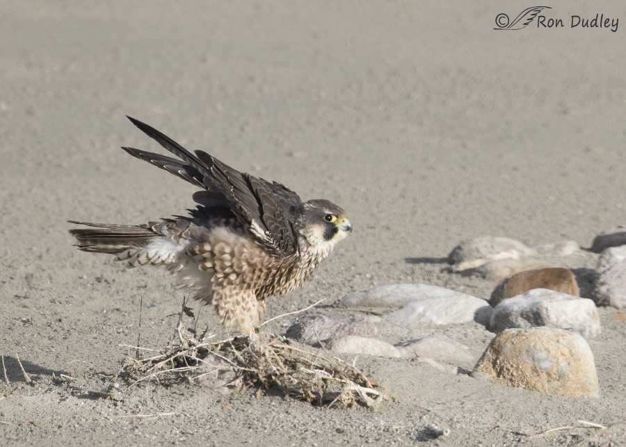 peregrine falcon 2561 ron dudley