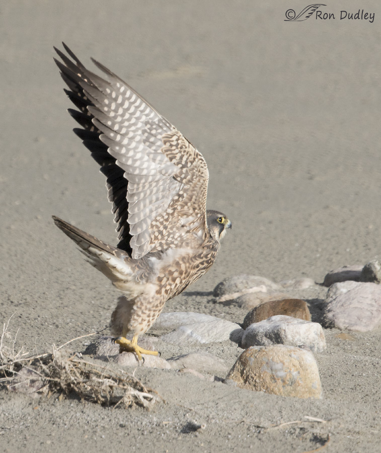 peregrine falcon 2595 ron dudley