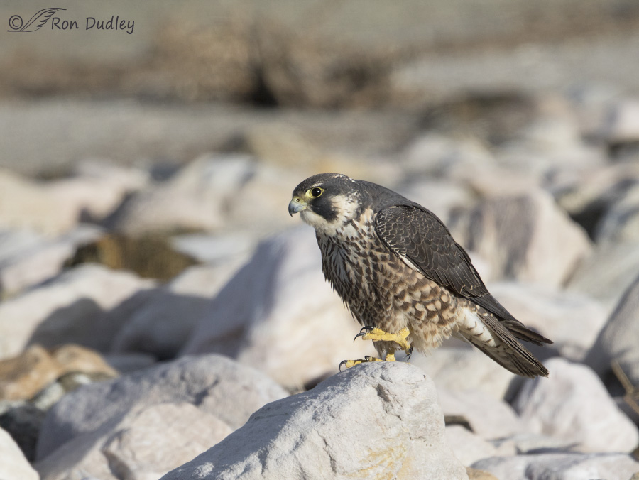 peregrine falcon 2613b ron dudley