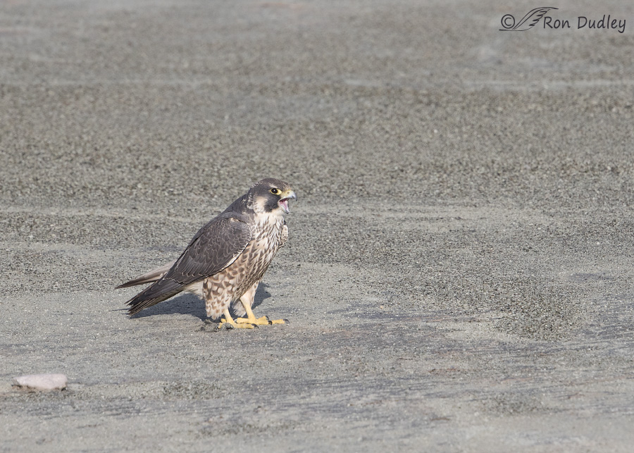 peregrine falcon 2713 ron dudley