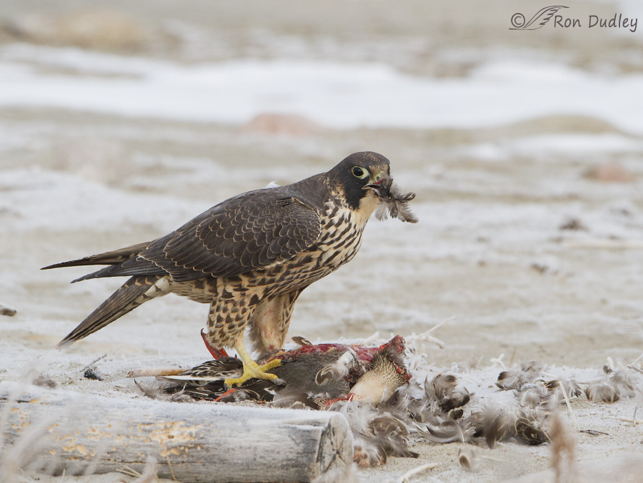 peregrine falcon 4144 ron dudley
