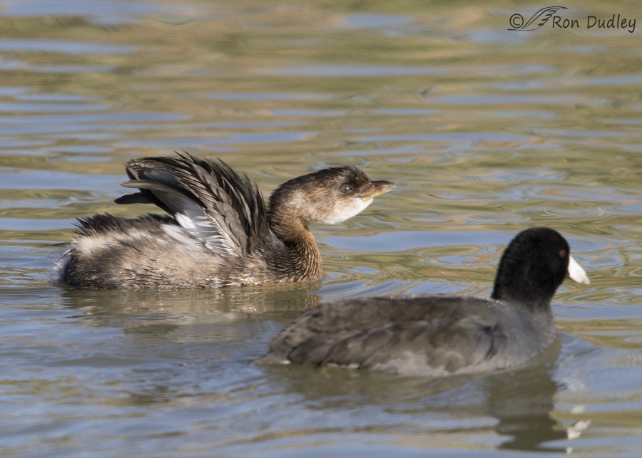 pied-billed grebe 3058 ron dudley