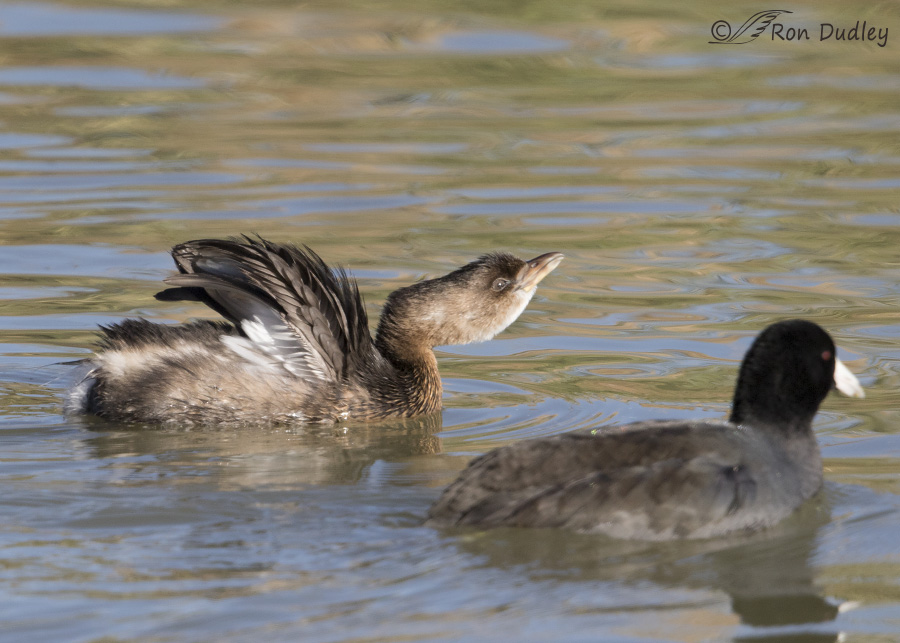 pied-billed grebe 3059 ron dudley