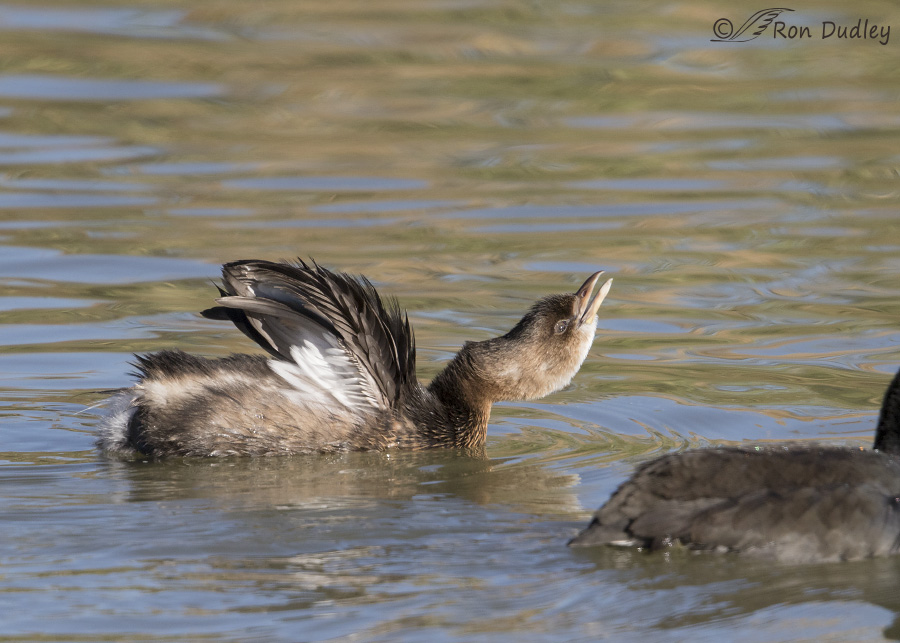 pied-billed grebe 3061 ron dudley