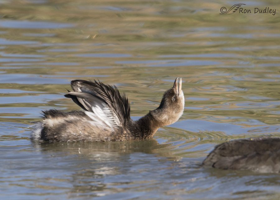 pied-billed grebe 3062 ron dudley