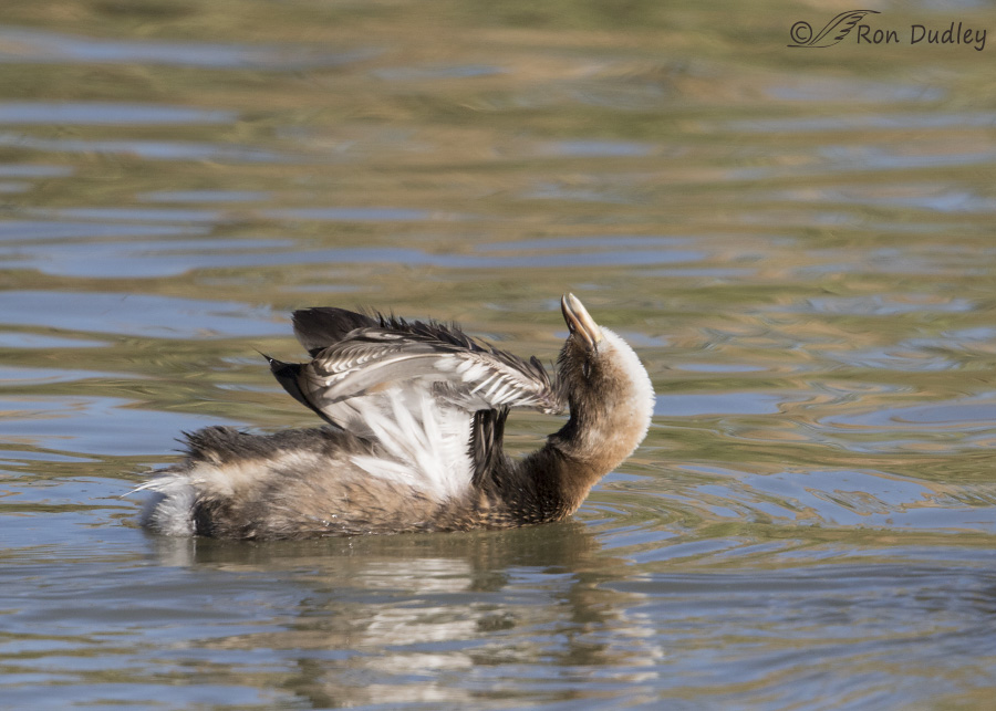 pied-billed grebe 3066 ron dudley