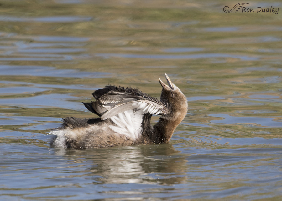 pied-billed grebe 3069 ron dudley