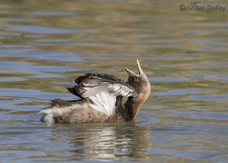 pied-billed grebe 3071 ron dudley