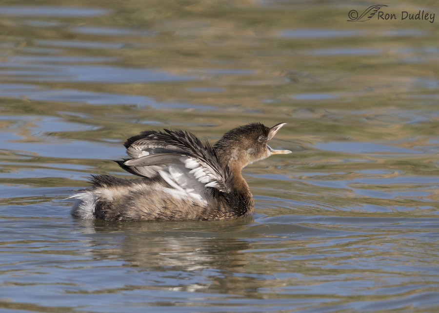 pied-billed grebe 3074 ron dudley