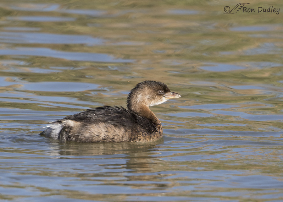 pied-billed grebe 3079 ron dudley