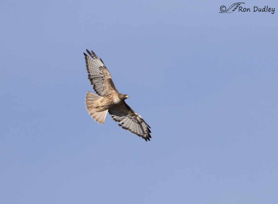 red-tailed hawk 2081b ron dudley