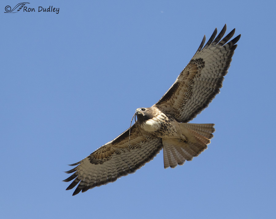 red-tailed hawk 2125 ron dudley