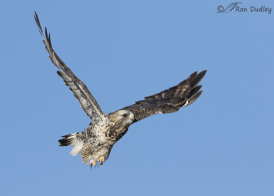 rough-legged hawk 4951 ron dudley