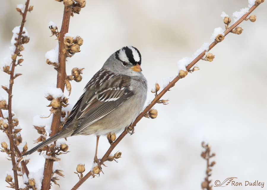 white-crowned sparrow 5981 ron dudley