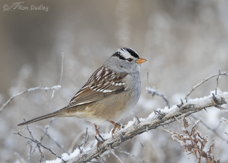 white-crowned sparrow 5987 ron dudley