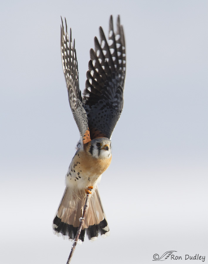 american kestrel 0852 ron dudley