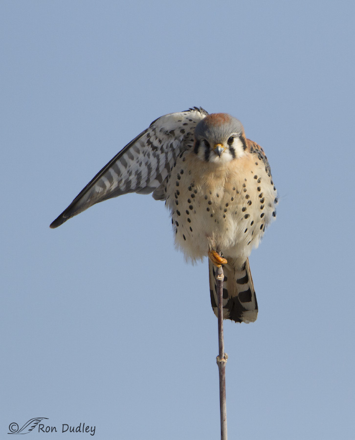 american kestrel 2615 ron dudley