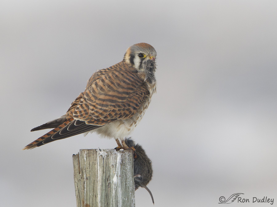 american kestrel 4245 ron dudley