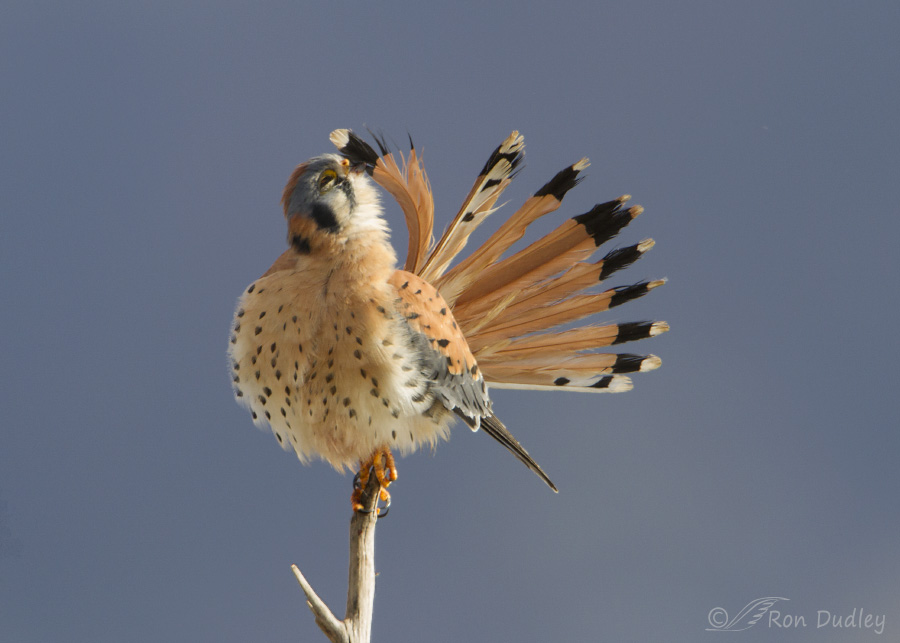 american kestrel 4868 ron dudley