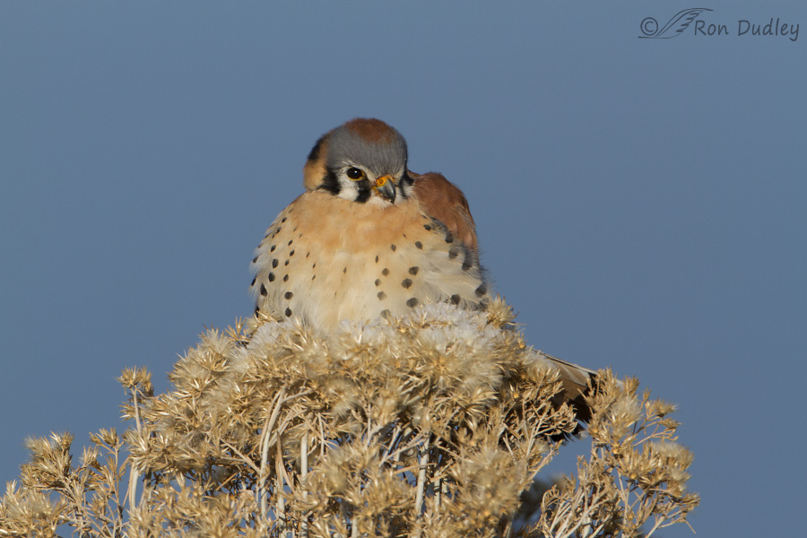 american kestrel 5074 ron dudley