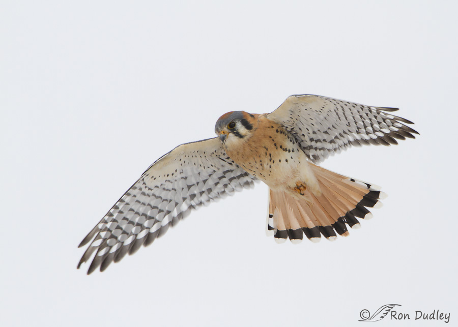 american kestrel 5161 ron dudley