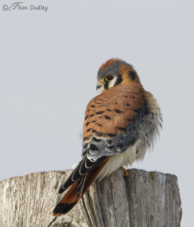 american kestrel 8315 ron dudley