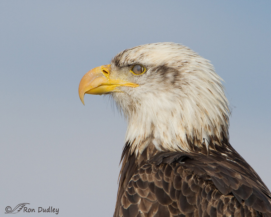 bald eagle 8355 ron dudley