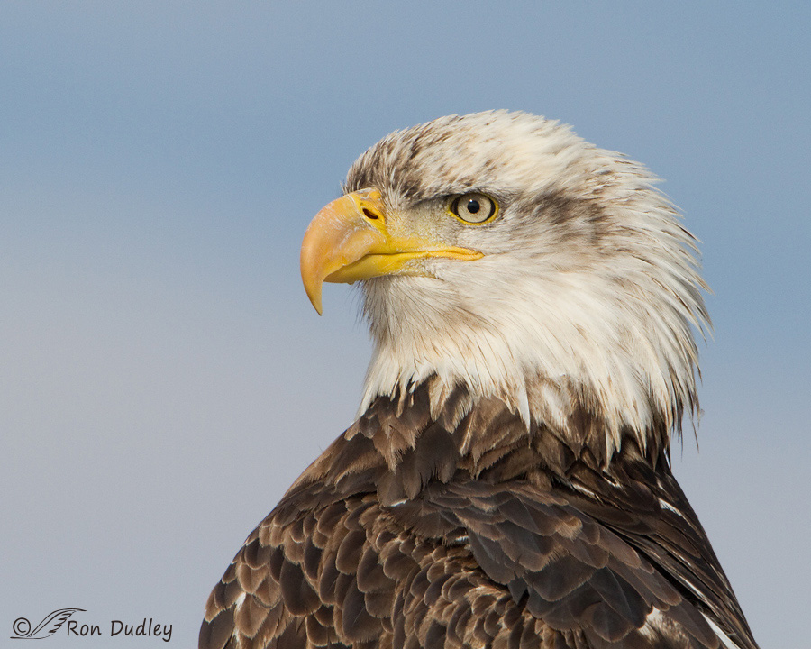 bald eagle 8359 ron dudley