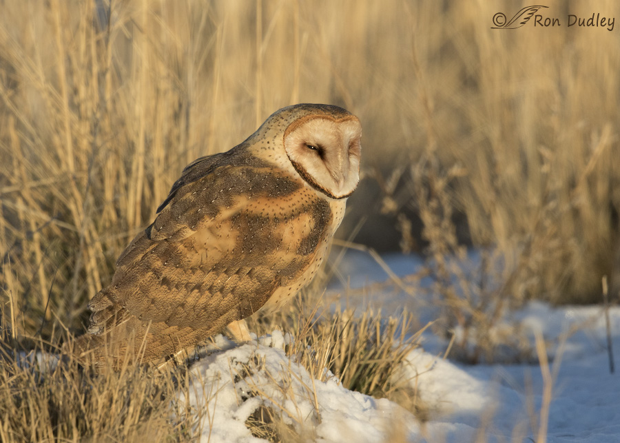 barn owl 3601 ron dudley