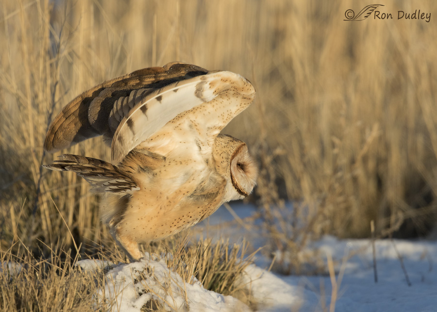 barn owl 3642 ron dudley