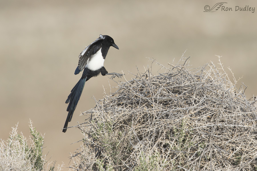 black-billed magpie nest 6406 ron dudley