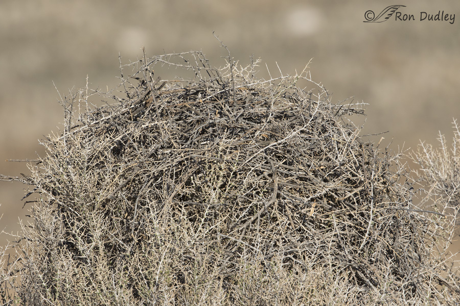 black-billed magpie nest 8431 ron dudley