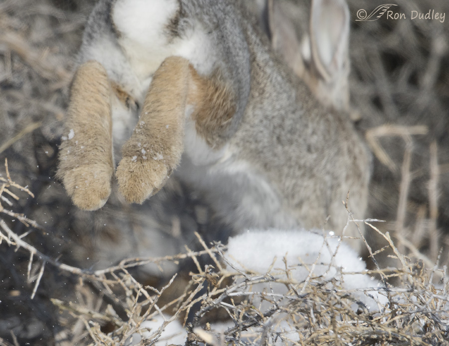 cottontail rabbit 4561 ron dudley