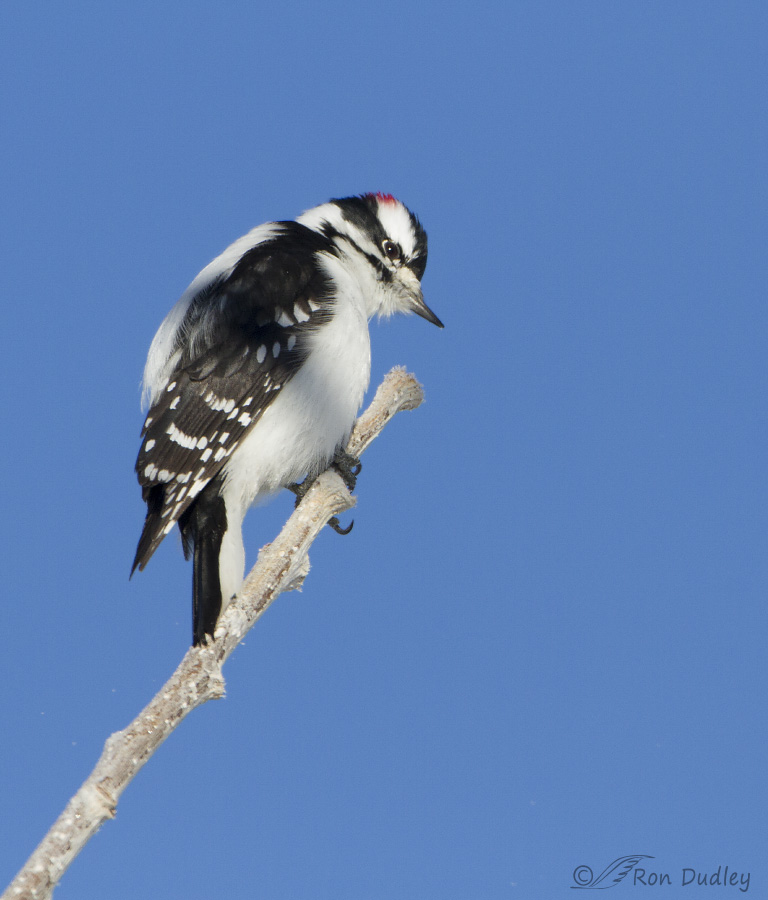 downy woodpecker 6810 ron dudley