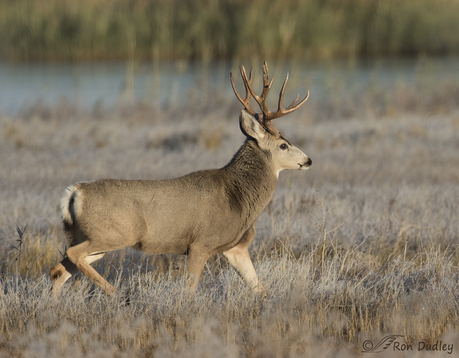 mule deer 3313 ron dudley