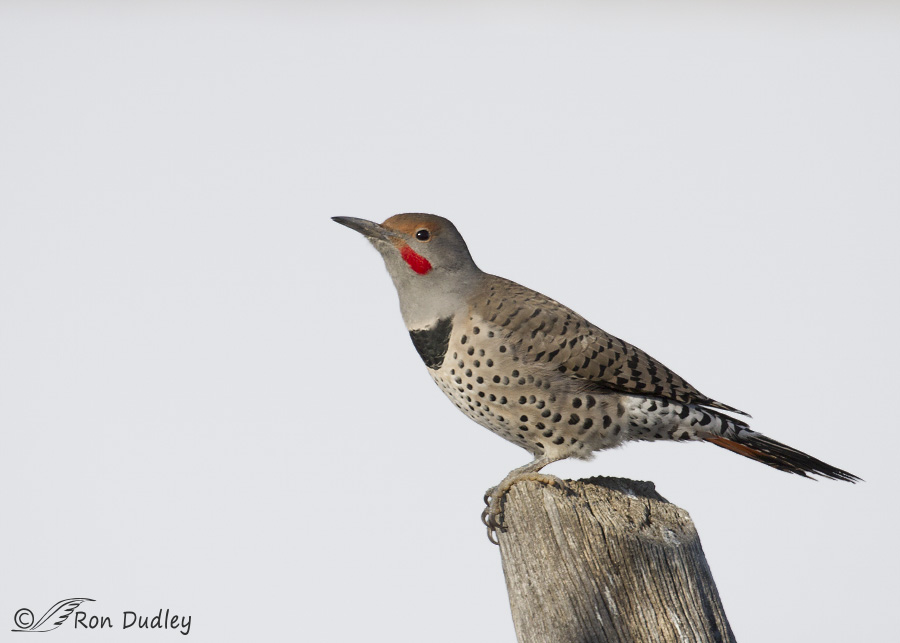 northern flicker 9007 ron dudley