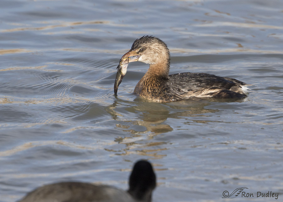pied-billed grebe 0126 ron dudley