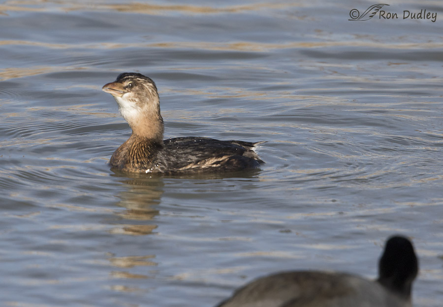 pied-billed grebe 0127 ron dudley