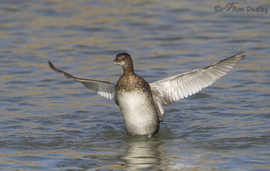 pied-billed grebe 3935 ron dudley