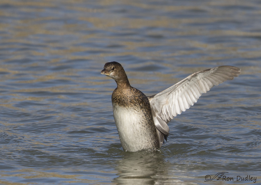 pied-billed grebe 3943 ron dudley