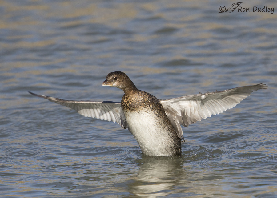 pied-billed grebe 3977 ron dudley