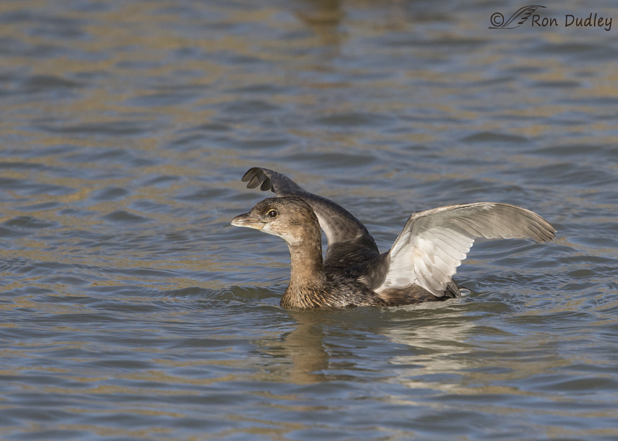 pied-billed grebe 4014 ron dudley