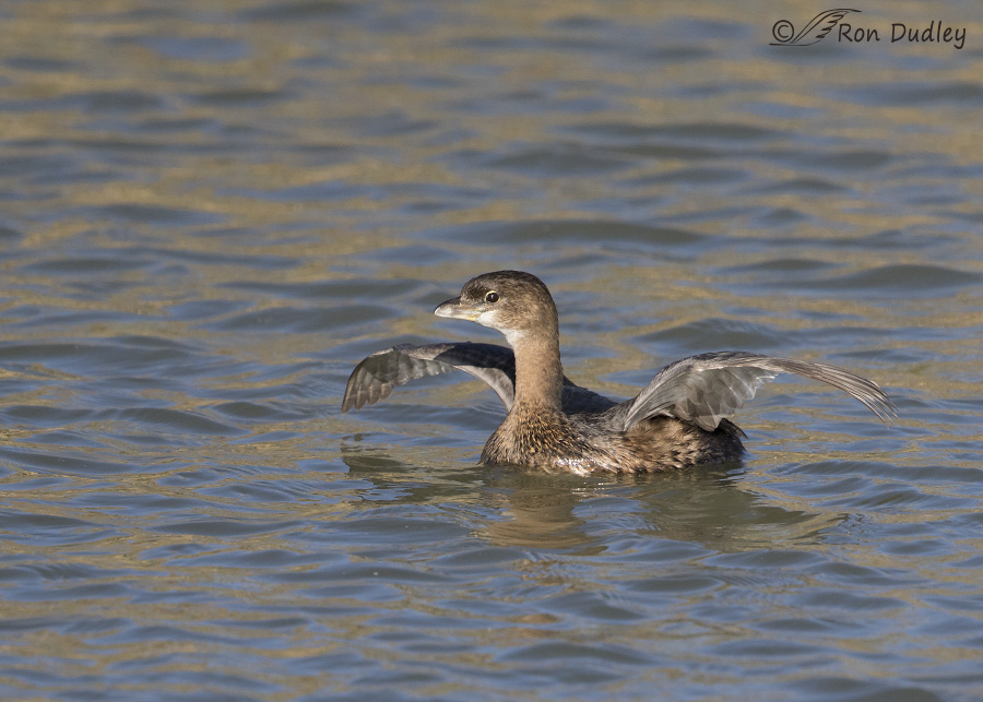 pied-billed grebe 4023 ron dudley