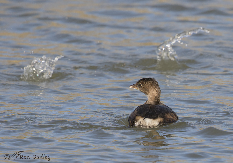 pied-billed grebe 4045 ron dudley