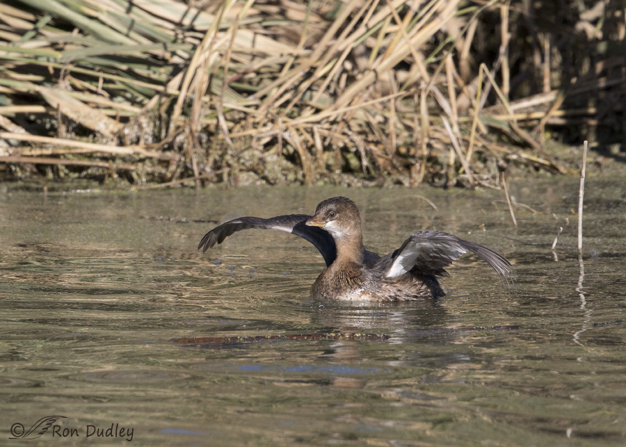 pied-billed grebe 4056 ron dudley