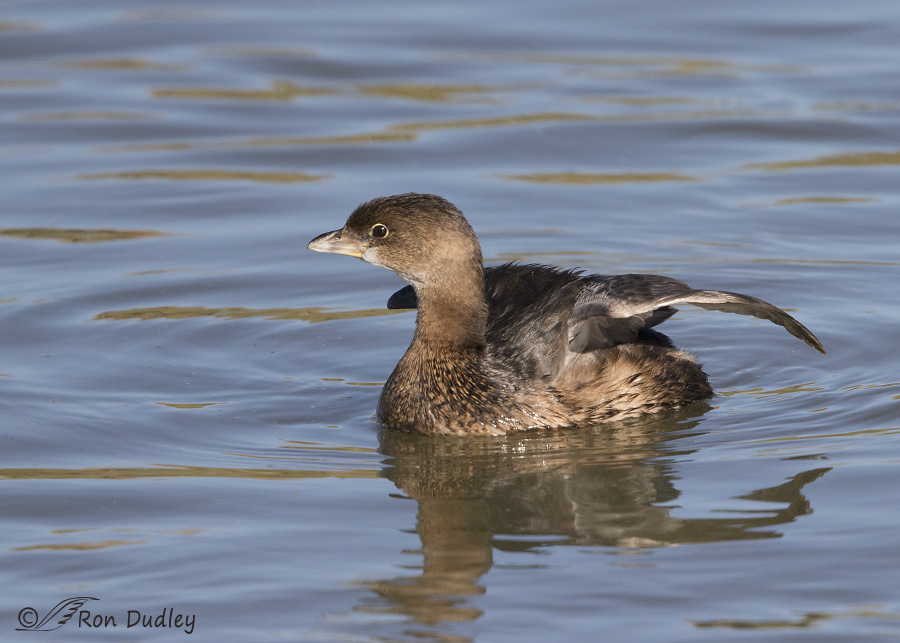 pied-billed grebe 4079 ron dudley