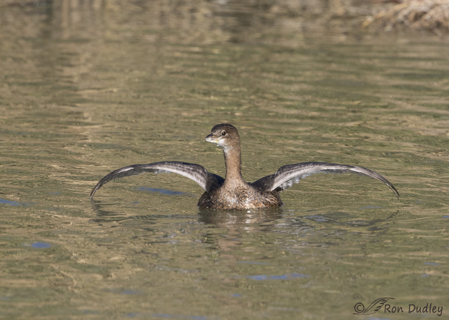 pied-billed grebe 4156 ron dudley