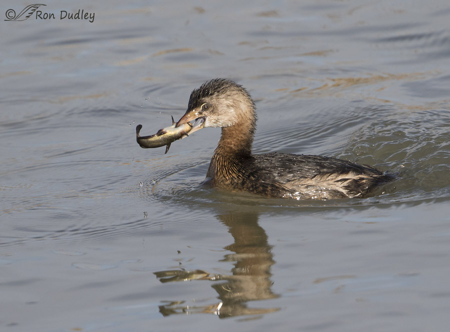 pied-billed grebe 9881 ron dudley