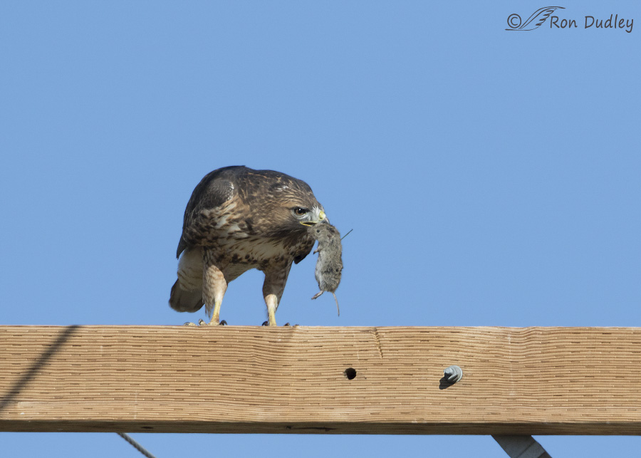 A Red-tailed Hawk And A Vole – Before And After The Meal – Feathered  Photography