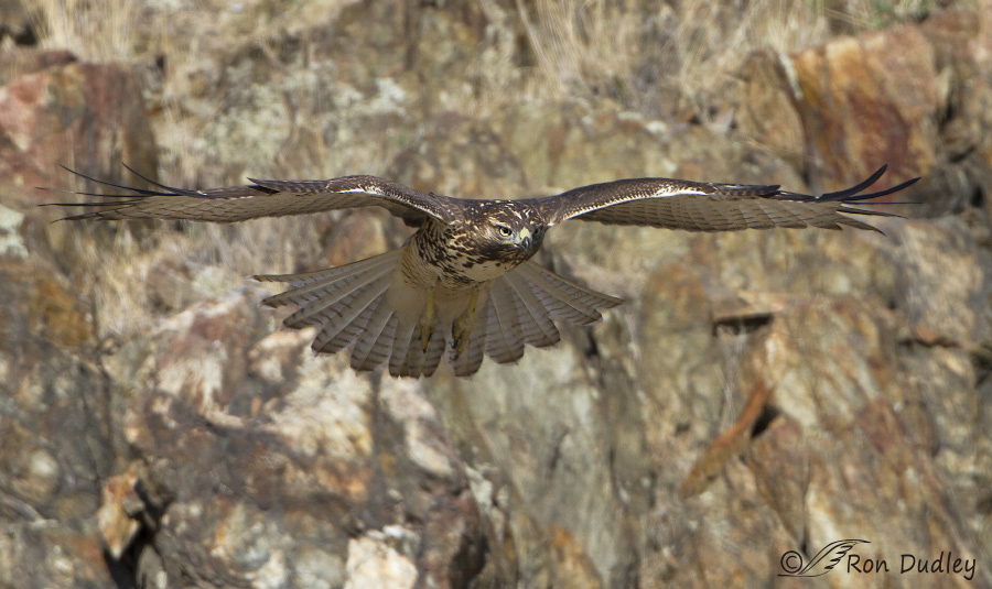 red-tailed hawk 7881b ron dudley